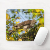 Cooper's hawk muismat (Met muis)