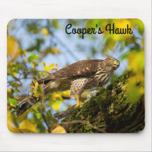 Cooper's hawk muismat