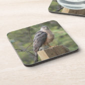 Cooper's Hawk Onderzetter (Linkerzijde)