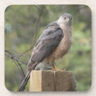Cooper's Hawk Onderzetter