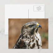 Cooper's Hawk Photo Briefkaart (Voorkant / Achterkant)