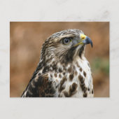 Cooper's Hawk Photo Briefkaart (Voorkant)
