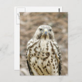 Coopers Hawk Photo Briefkaart (Voorkant / Achterkant)