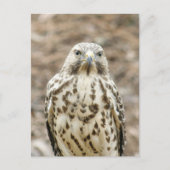 Coopers Hawk Photo Briefkaart (Voorkant)