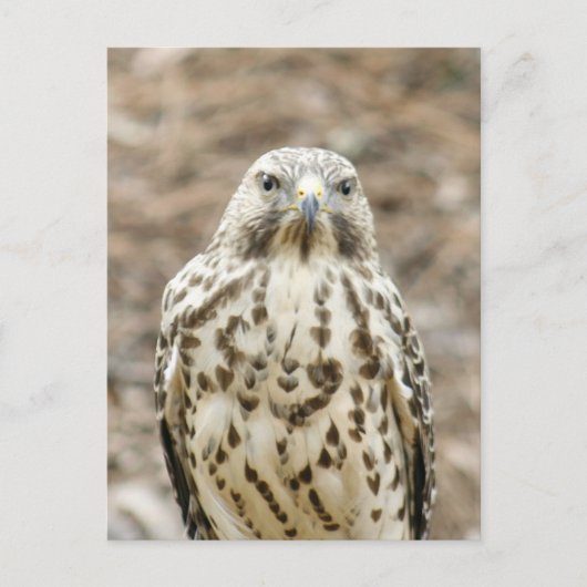 Coopers Hawk Photo Briefkaart (Voorkant)