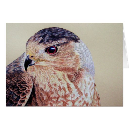 Coopers Hawk Portret (Voorkant Horizontaal)