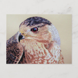 Coopers Hawk Portret Briefkaart