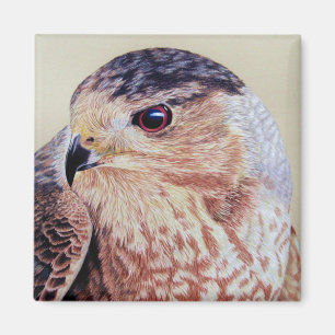 Coopers Hawk Portret Magneet