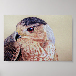 Coopers Hawk Portret Poster