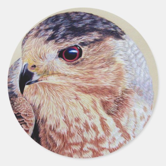 Coopers Hawk Portret Ronde Sticker (Voorkant)