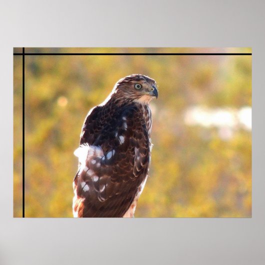 Cooper's Hawk Poster (Voorkant)