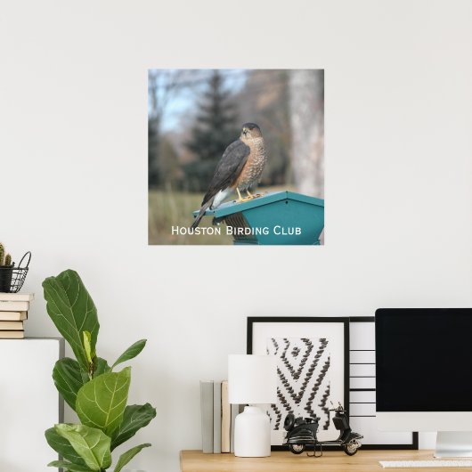 Coopers Hawk Poster (Thuiskantoor)