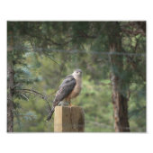 Cooper's Hawk Print Foto Afdruk (Voorkant)