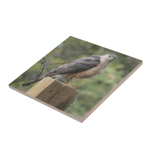 Cooper's Hawk Tile Tegeltje (Zijkant)
