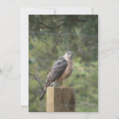 Cooper's Hawk Uitnodiging (Voorkant)