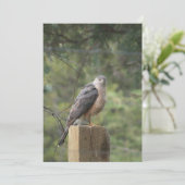 Cooper's Hawk Uitnodiging (Staand voorkant)