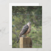 Cooper's Hawk Uitnodiging (Voorkant / Achterkant)
