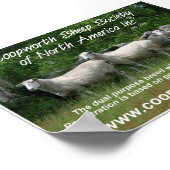 Coopworth Sheep Poster (Hoek)