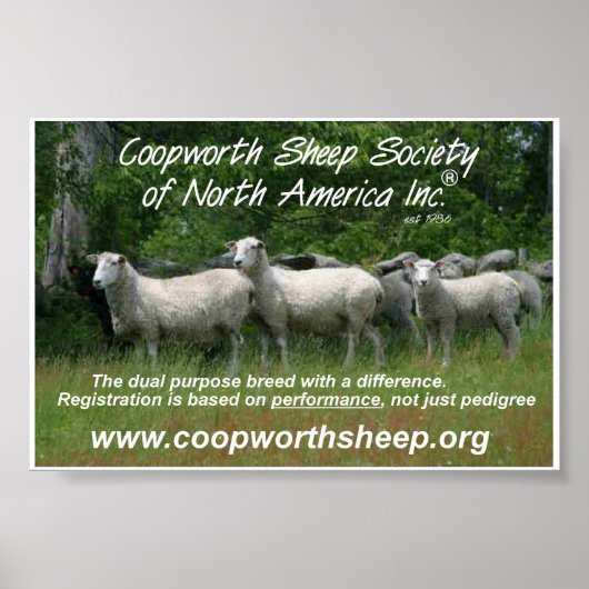 Coopworth Sheep Poster (Voorkant)