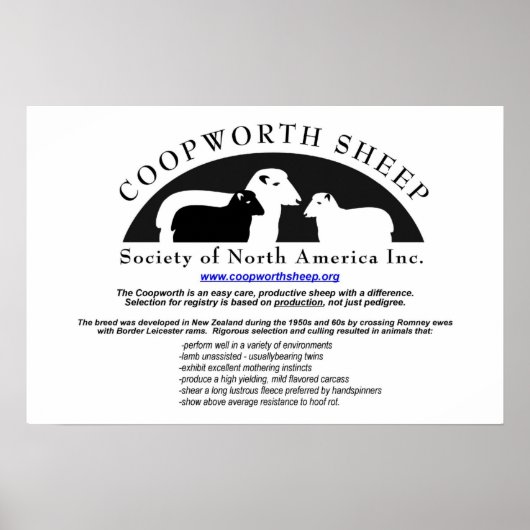 Coopworth Sheep Poster (Voorkant)