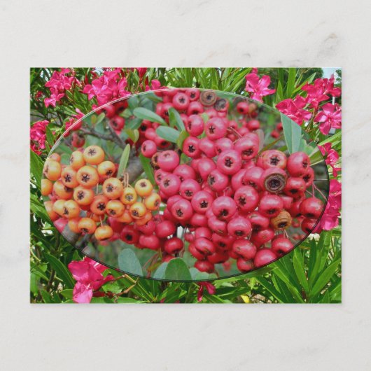 Coördinatieartikelen Oleander Blossom & Berries Briefkaart (Voorkant)