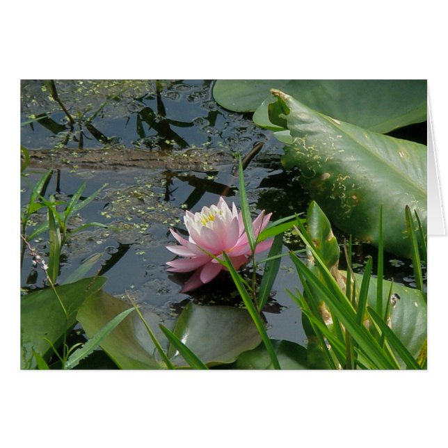 Coördinatiepunten roze waterLily (Voorkant Horizontaal)