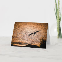 Coorong Pelican bij schemering