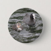 Coot and Chick Button (Voorkant)