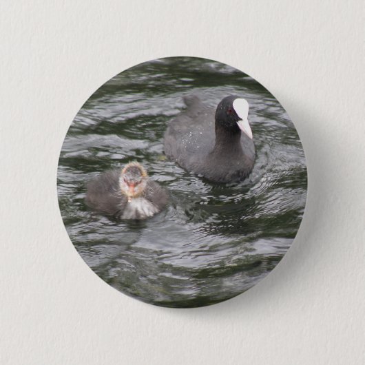 Coot and Chick Button (Voorkant)