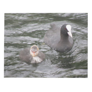 Coot and Chick-laptop Notitieblok