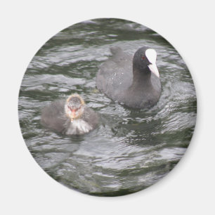Coot and Chick Magnet