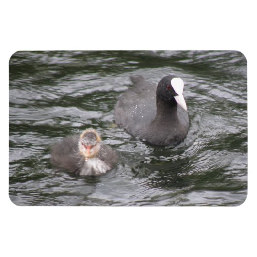Coot and Chick Premium Magnet Magneet (Horizontaal)