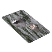 Coot and Chick Premium Magnet Magneet (Rechterzijde)