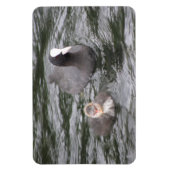 Coot and Chick Premium Magnet Magneet (Verticaal)