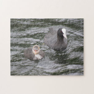 Coot and Chick Puzzle Legpuzzel
