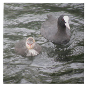 Coot en Chick Tegel Tegeltje