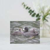 Coot Feeding Hungry Chick Briefkaart (Staand voorkant)