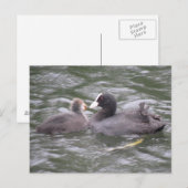 Coot Feeding Hungry Chick Briefkaart (Voorkant / Achterkant)