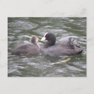 Coot Feeding Hungry Chick Briefkaart