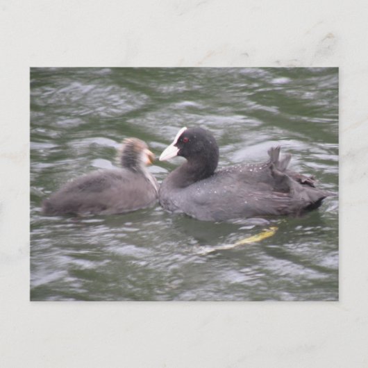 Coot Feeding Hungry Chick Briefkaart (Voorkant)