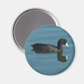 Coot Magnet (Voorkant / Achterkant)