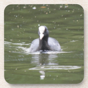 Coot Swimming Cork Onderzetter