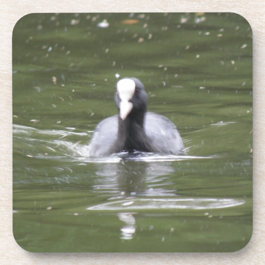 Coot Swimming Cork Onderzetter (Voorkant)