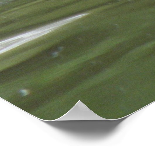 Coot Swimming Print (Hoek)