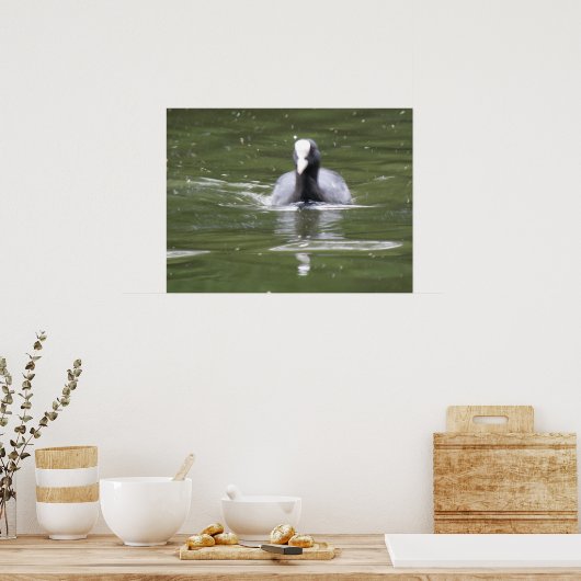 Coot Swimming Print (Keuken)