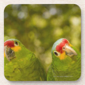 Copan, Honduras Bier Onderzetter (Voorkant)