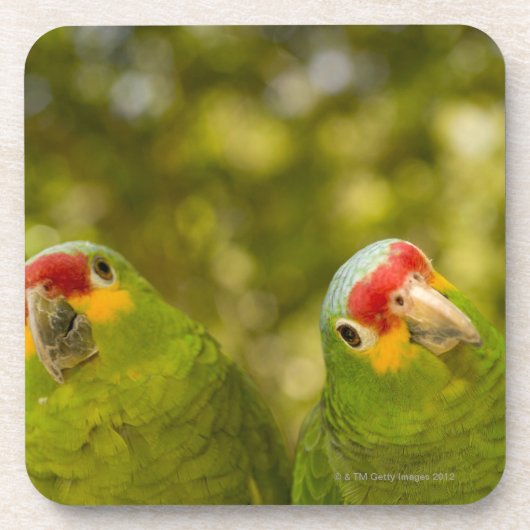 Copan, Honduras Bier Onderzetter (Voorkant)