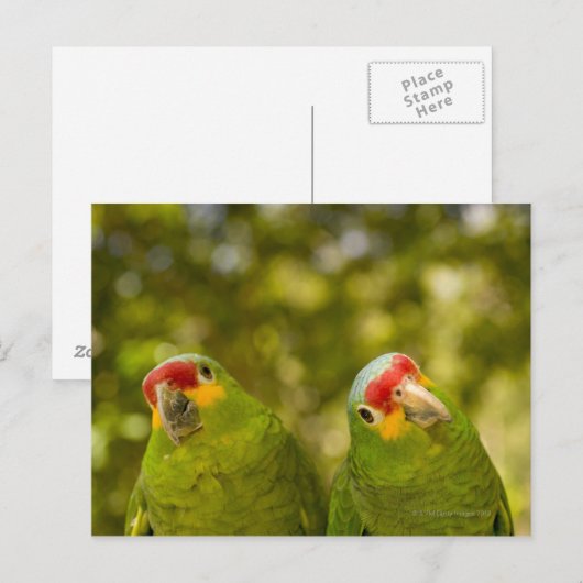 Copan, Honduras Briefkaart (Voorkant / Achterkant)