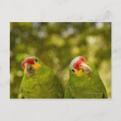 Copan, Honduras Briefkaart (Voorkant)