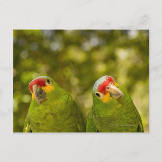 Copan, Honduras Briefkaart (Voorkant)